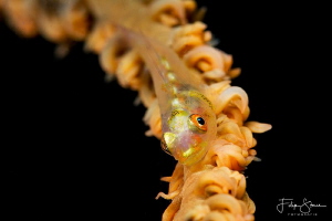 whip coral goby, Puerto Galera, The Philippines. by Filip Staes 